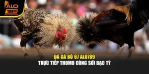 Đá Gà Bồ 67 Alo789 - Trực Tiếp Thomo Cùng Sới Bạc Tỷ