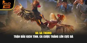 Đá Gà Thomo – Trận Đấu Kịch Tính, Cá Cược Thắng Lớn Cực Đã